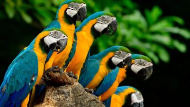 Parrot Care Tips 2023